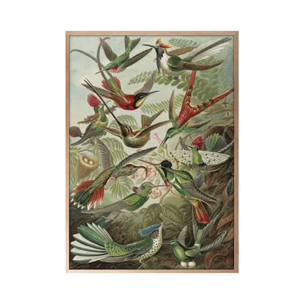 Trochilidea Kolibris 90x120 fra Taberna