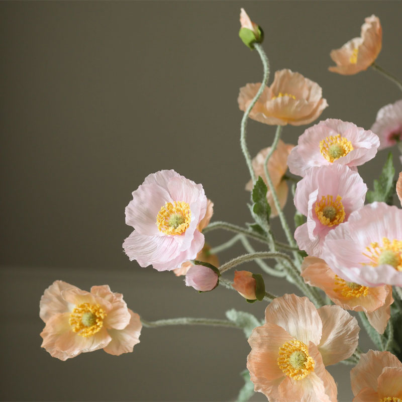 sorbet kisses blomsterbkett fra botane