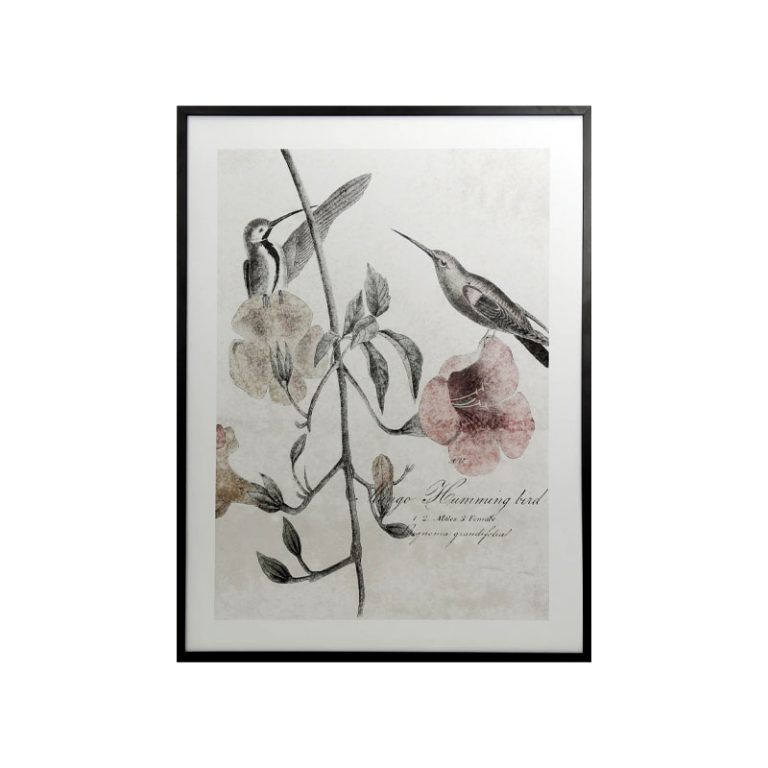 Soft hummingbirds Bilde fra Taberna