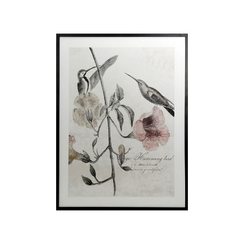 Soft hummingbirds Bilde fra Taberna