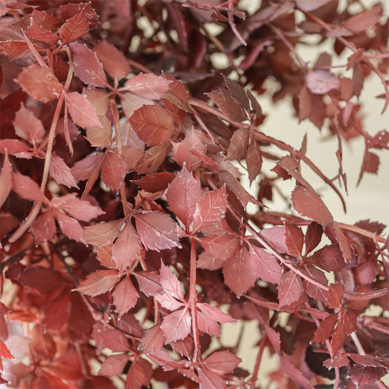burgundy maple branch bukett fra botane