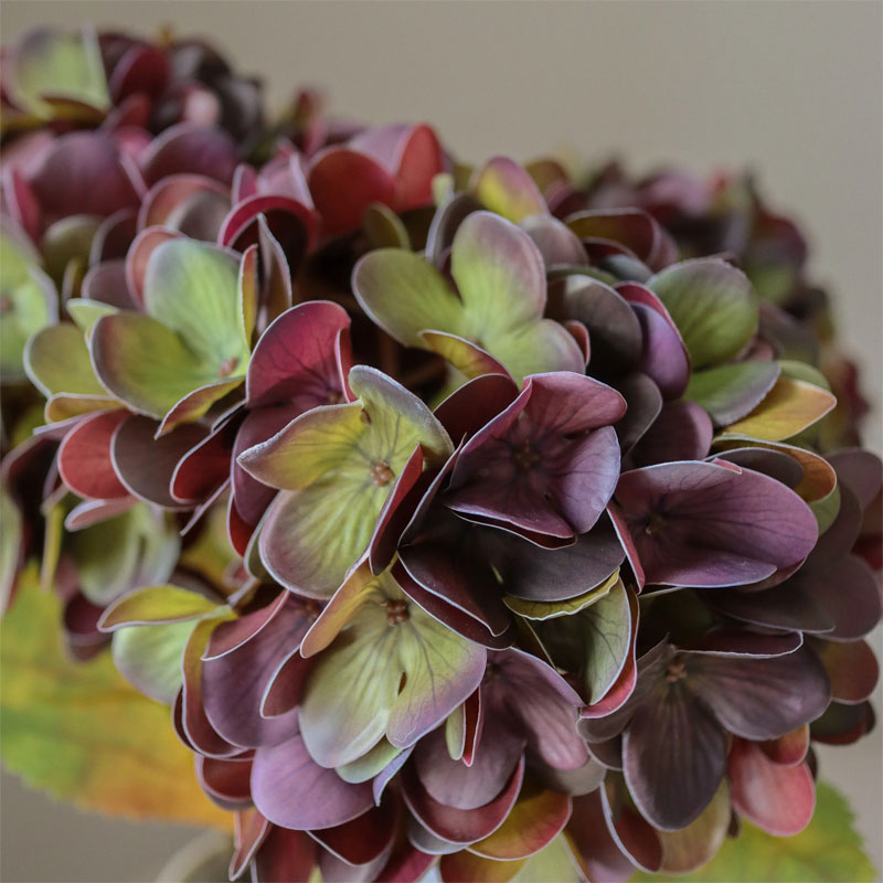 multer purple hydrangea blomst fra botane