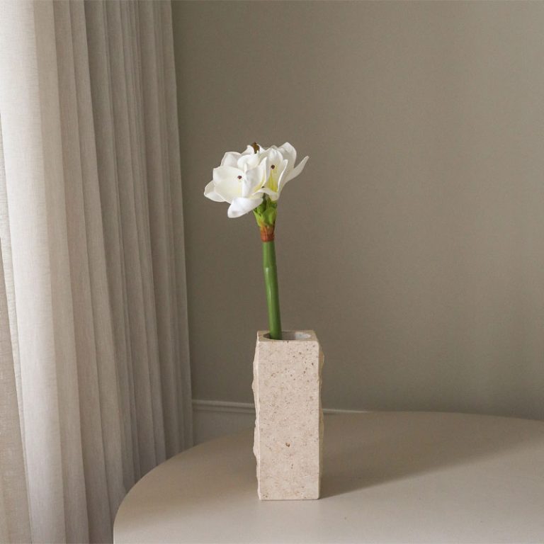 amaryllis hvit blomst fra botane